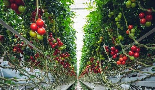 Pexels photo 2818573 tomaten